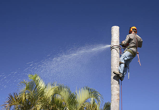 Tree Services