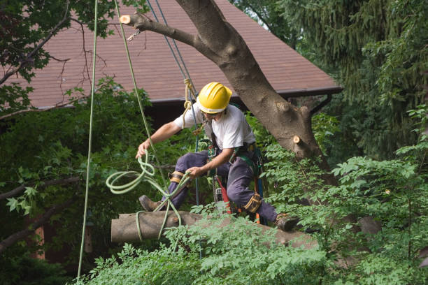 How Our Tree Care Process Works  in  Chatsworth, IL